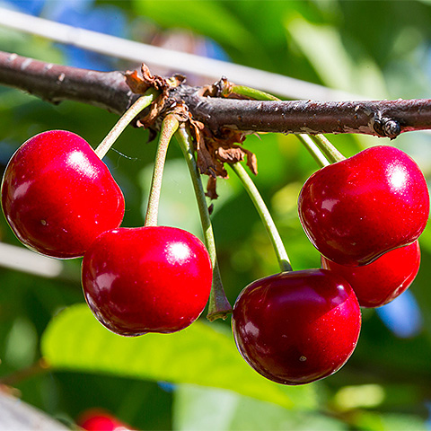九游电竞平台大红樱桃二